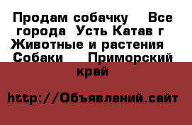 Продам собачку  - Все города, Усть-Катав г. Животные и растения » Собаки   . Приморский край